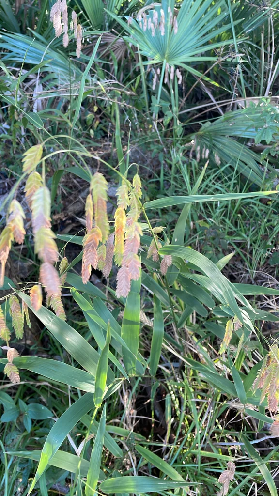 Chasmanthium Latifolium