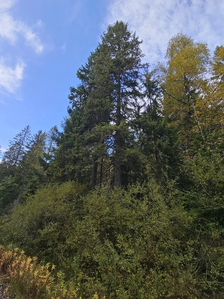Picea Abies