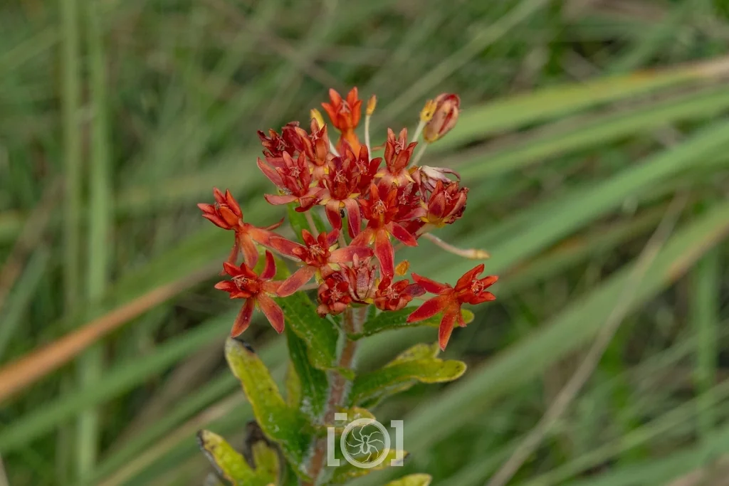 Asclepias Tuberosa