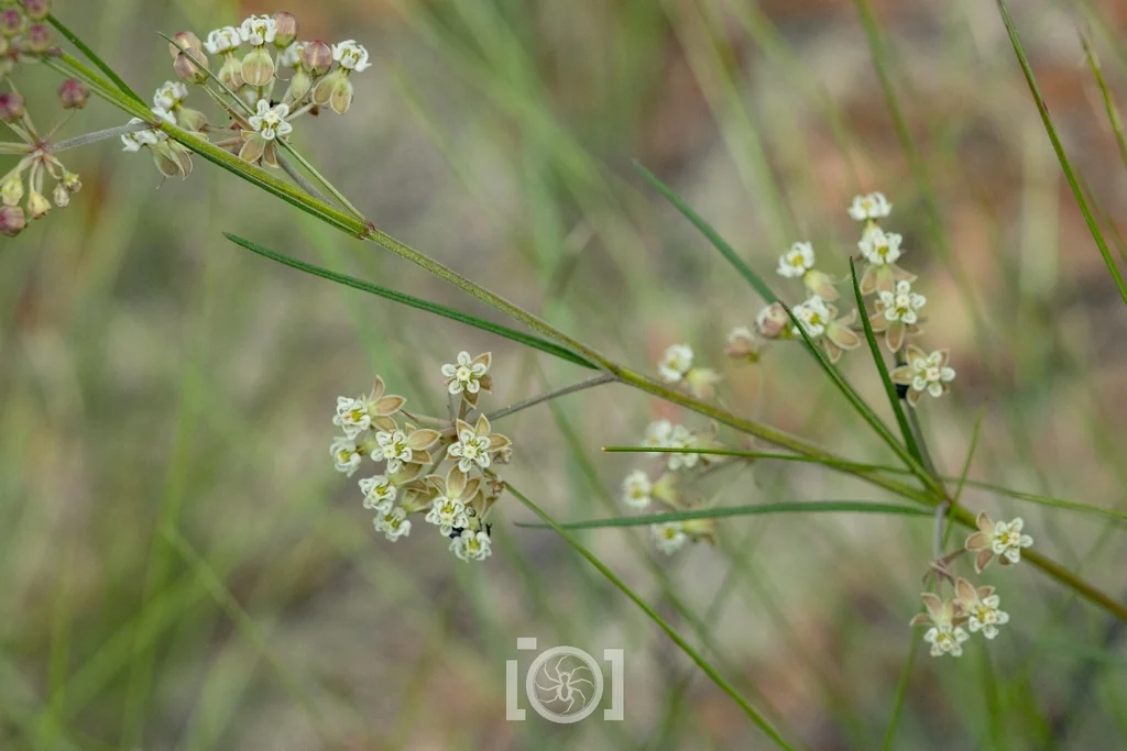 Asclepias Verticillata