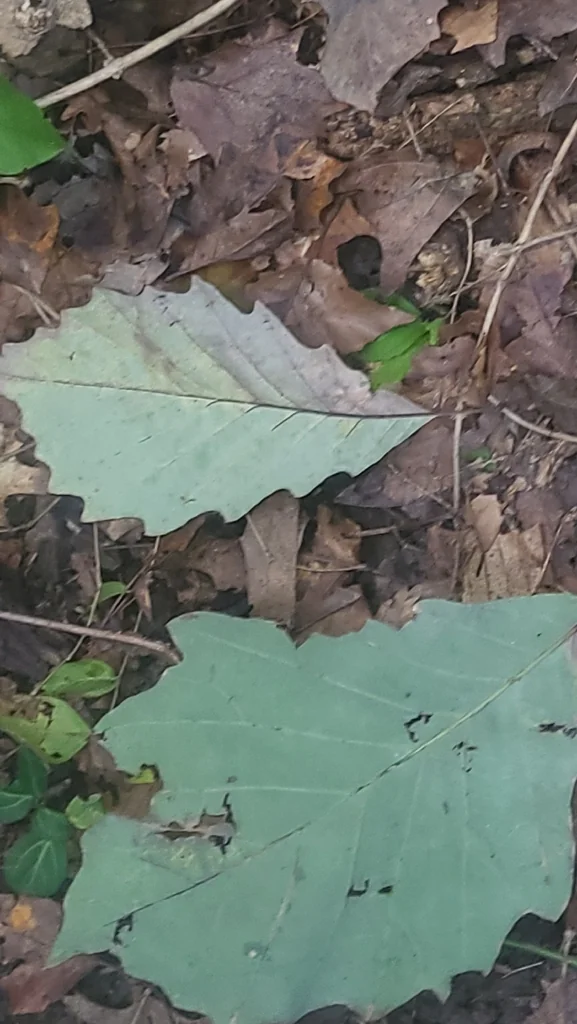 Quercus Muehlenbergii
