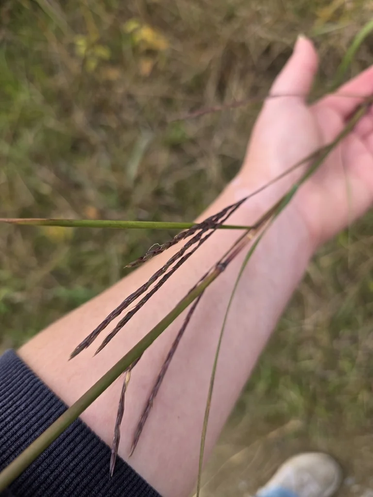 Andropogon Gerardii