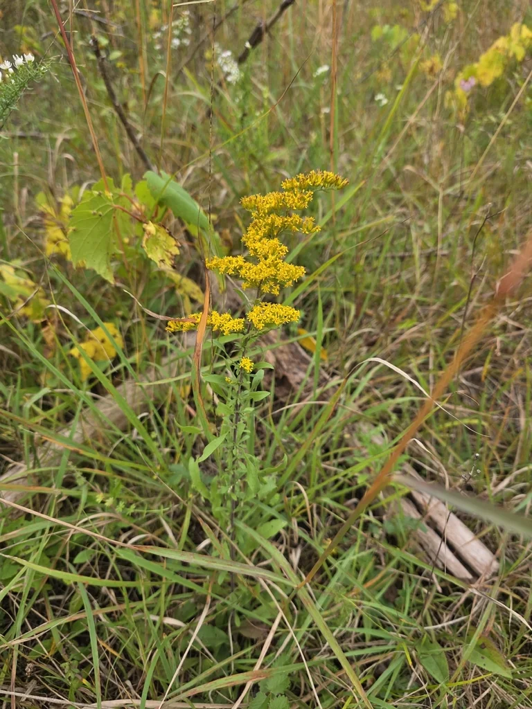 Solidago Nemoralis