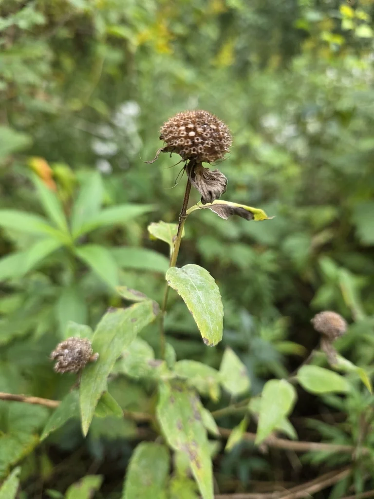 Monarda fistulosa