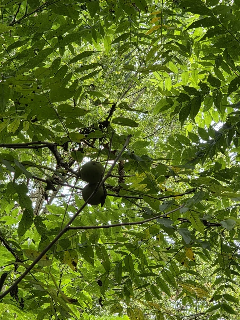 Juglans Nigra