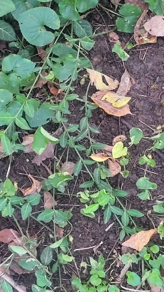 Euonymus fortunei