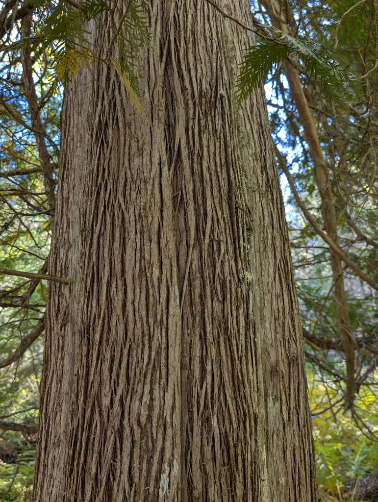 Thuja Occidentalis