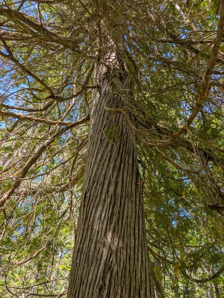 Thuja Occidentalis