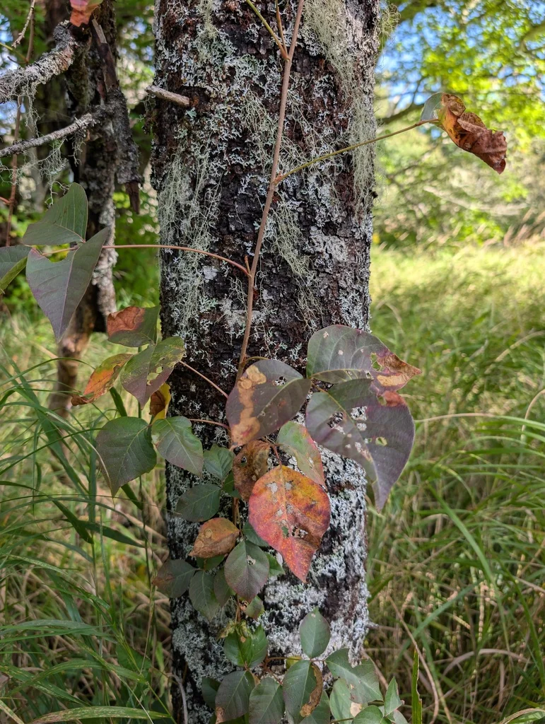Toxicodendron Radicans