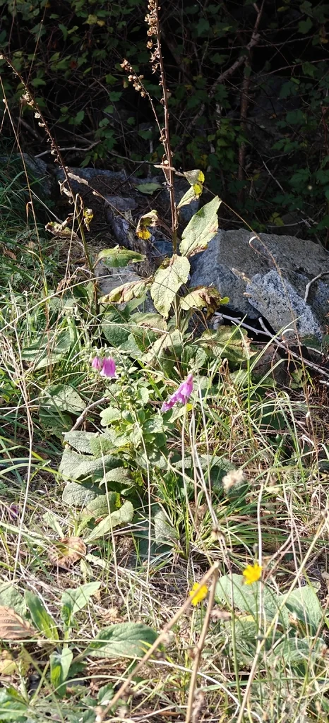 Digitalis Purpurea