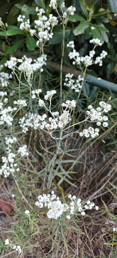 Anaphalis Margaritacea