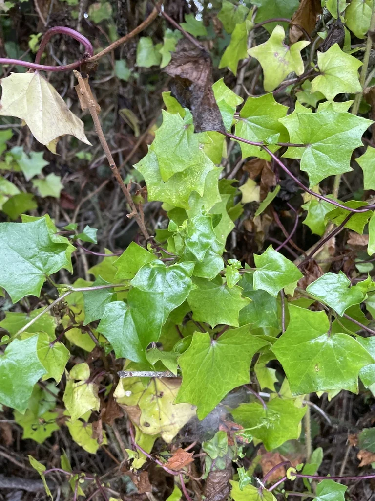 Senecio Confusus