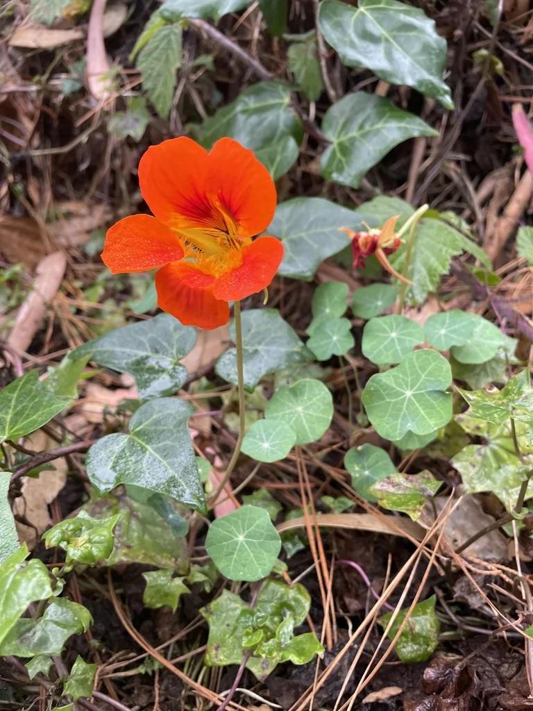 Tropaeolum Majus