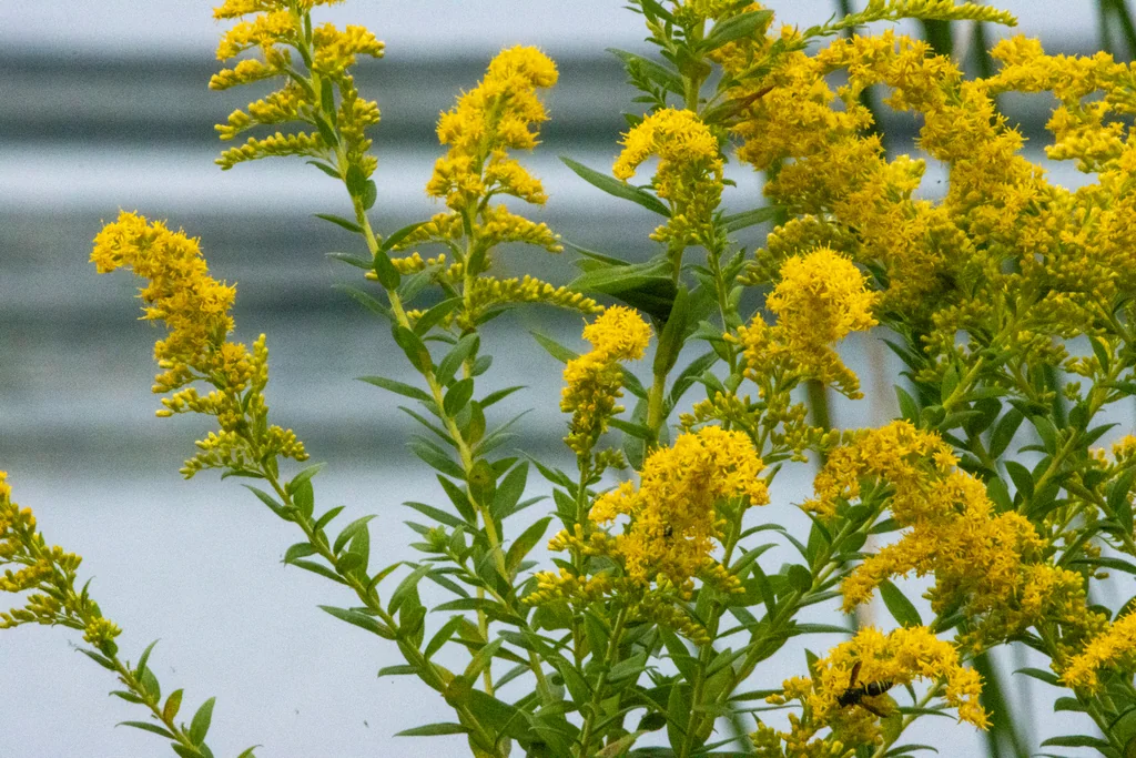 Solidago Altissima