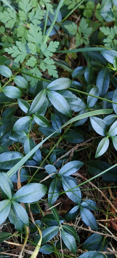 Vinca Minor