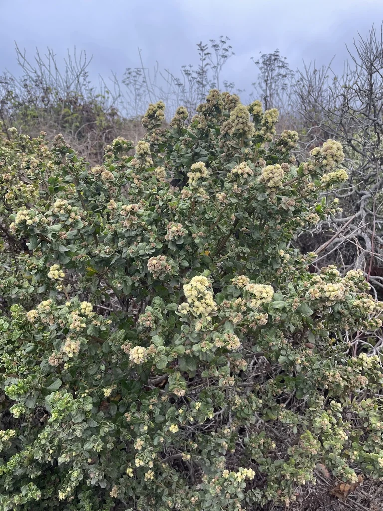 Baccharis Pilularis