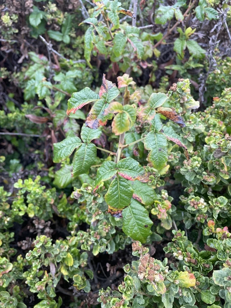 Toxicodendron Diversilobum