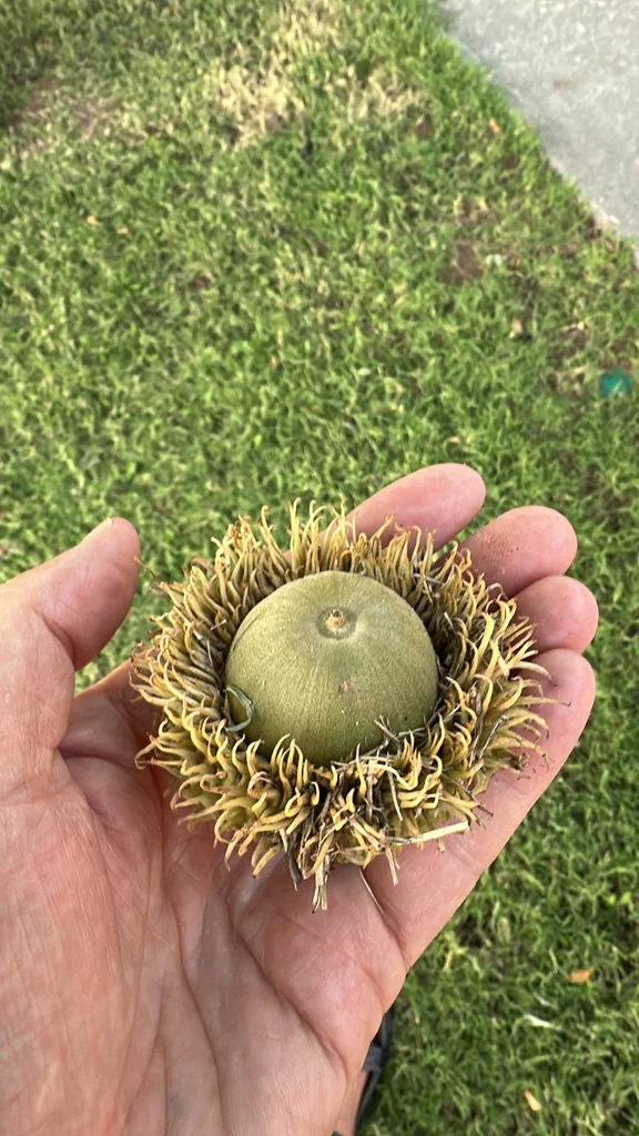 Quercus Lyrata