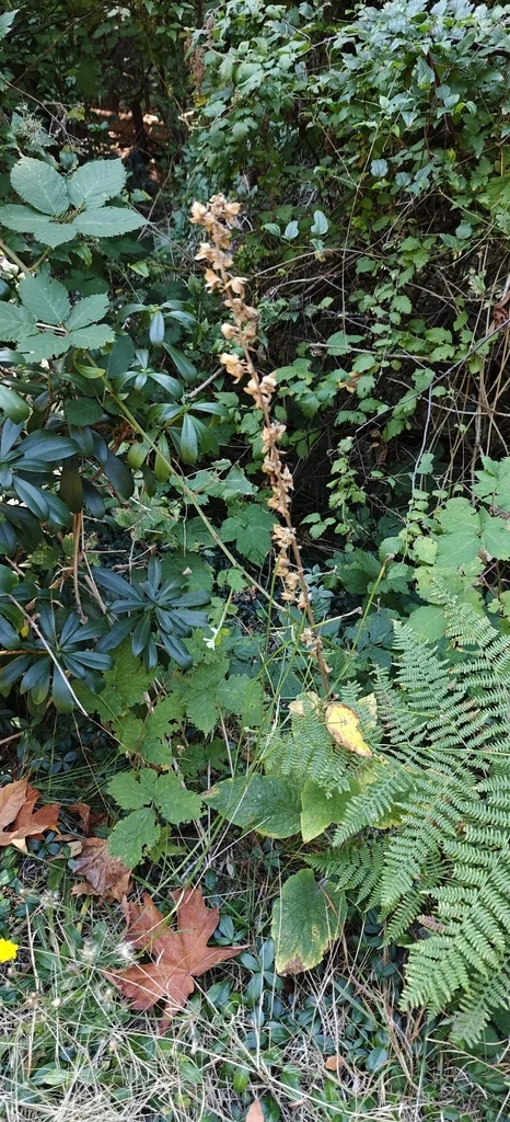 Digitalis Purpurea