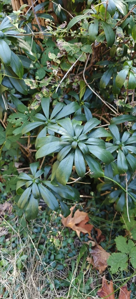 Daphne Laureola