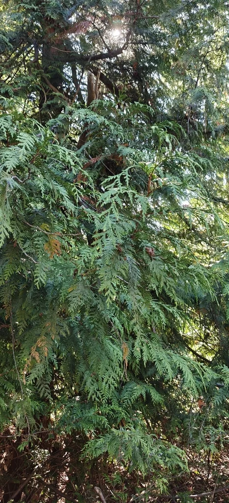 Thuja plicata