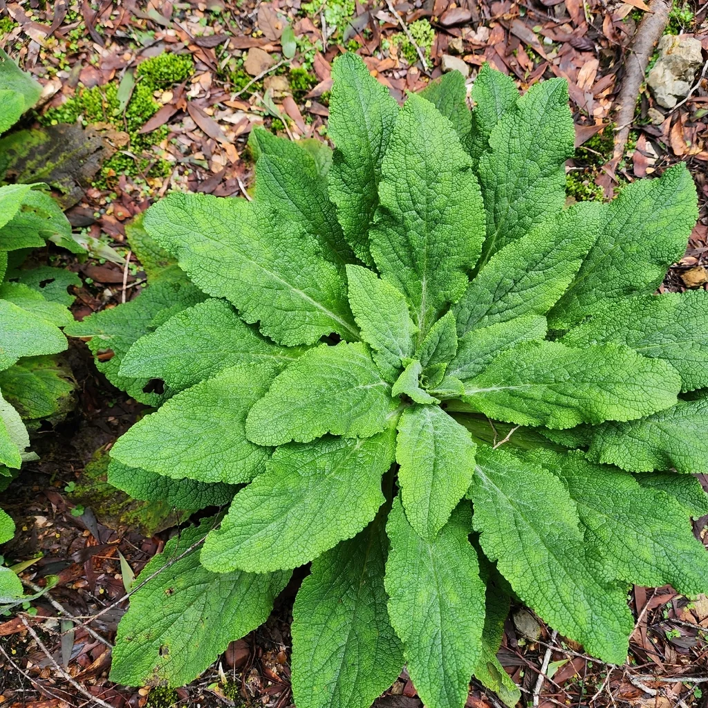 Digitalis Purpurea