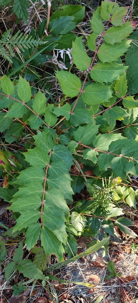 Berberis Nervosa