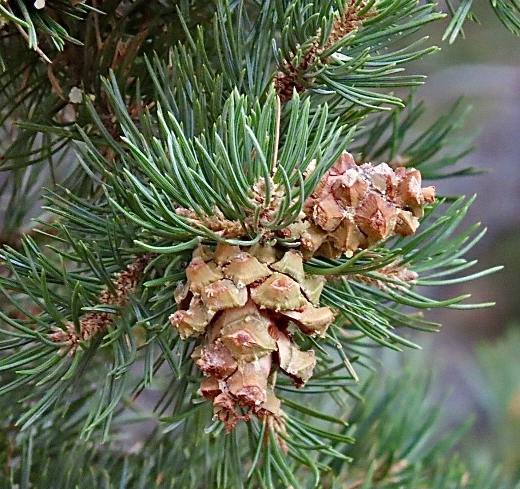 Pinus Edulis