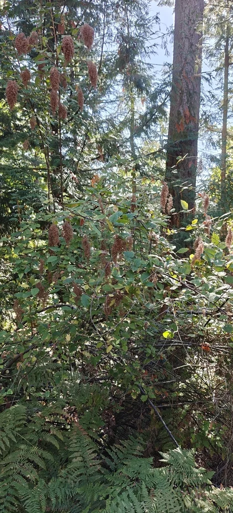 Holodiscus Discolor