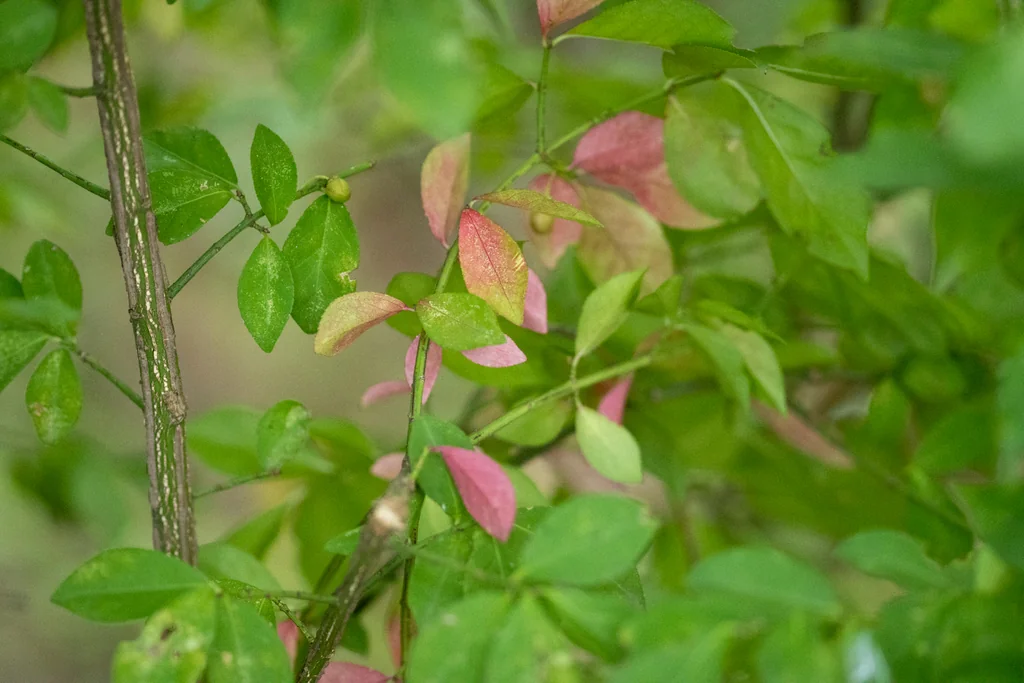 Euonymus Alatus