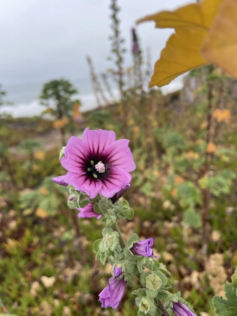 Lavatera Arborea