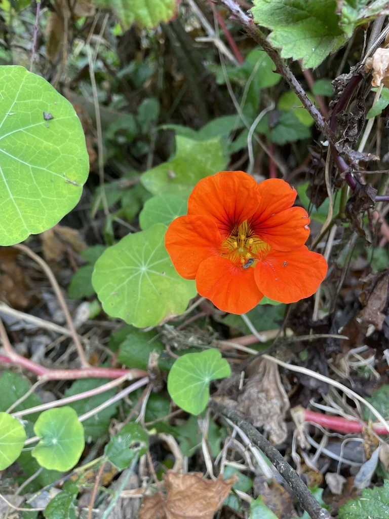 Tropaeolum Majus
