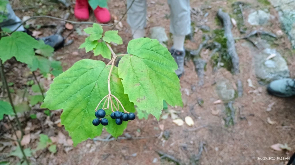 Viburnum Acerifolium