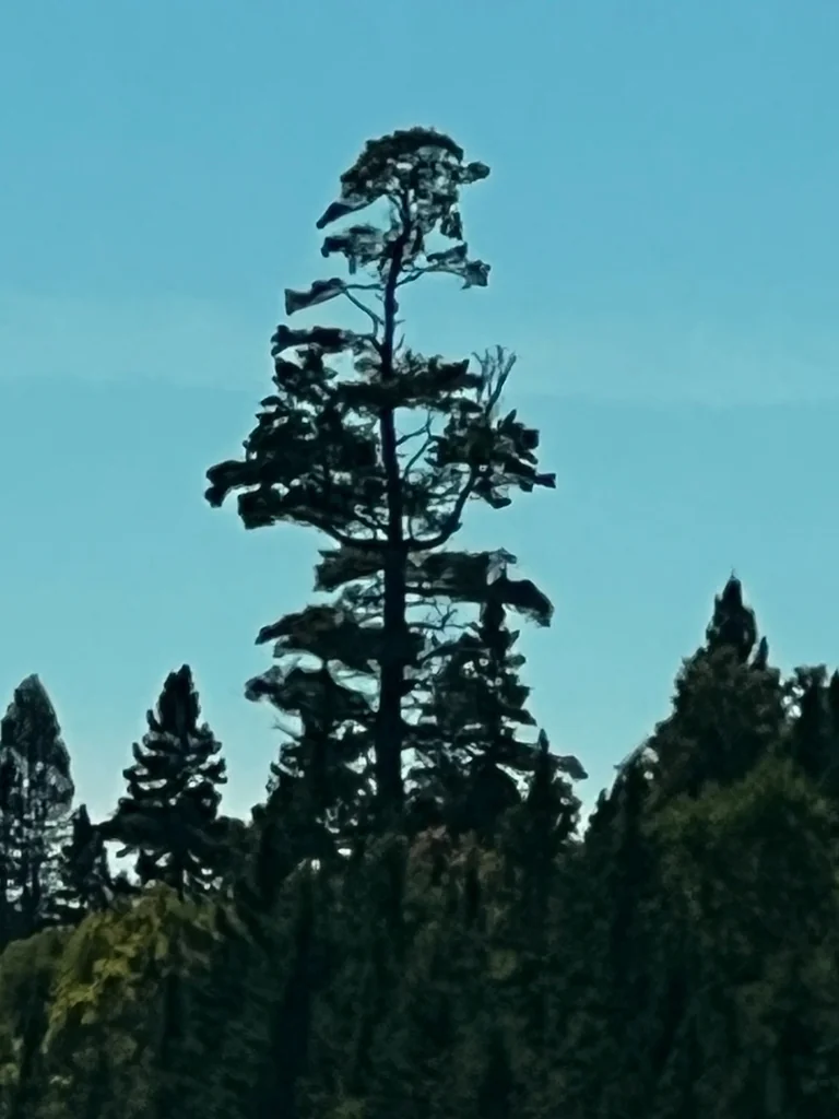 Pinus Strobus