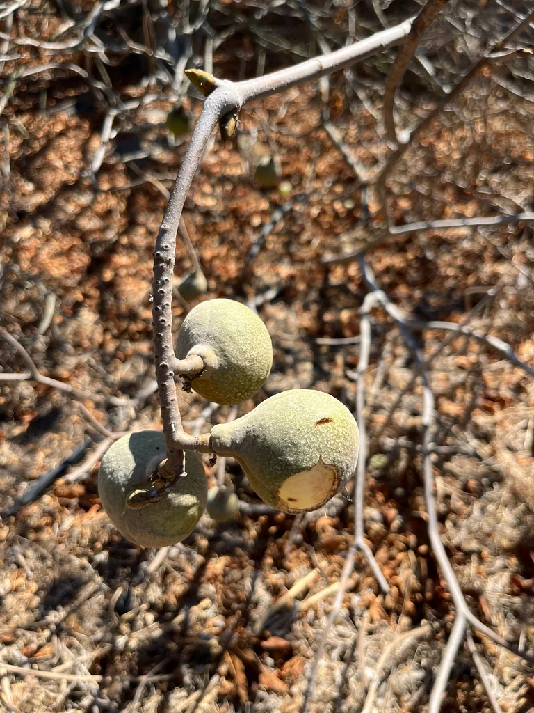Aesculus Californica