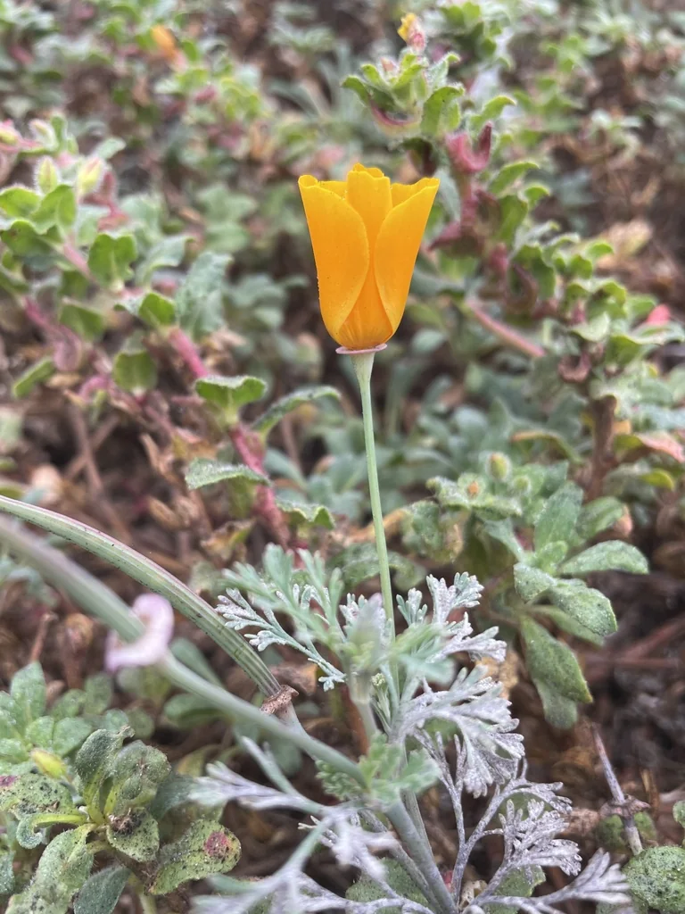 Eschscholzia Californica