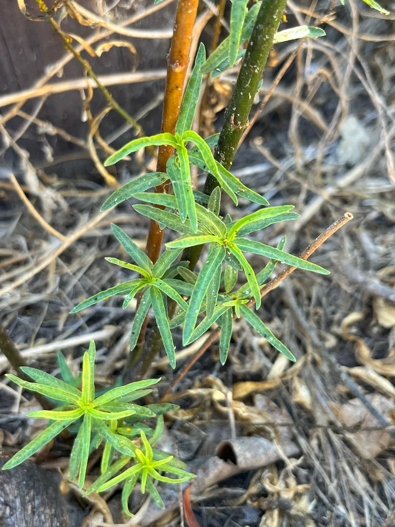 Asclepias Fascicularis