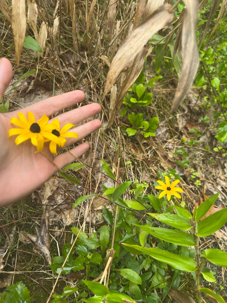Rudbeckia Hirta