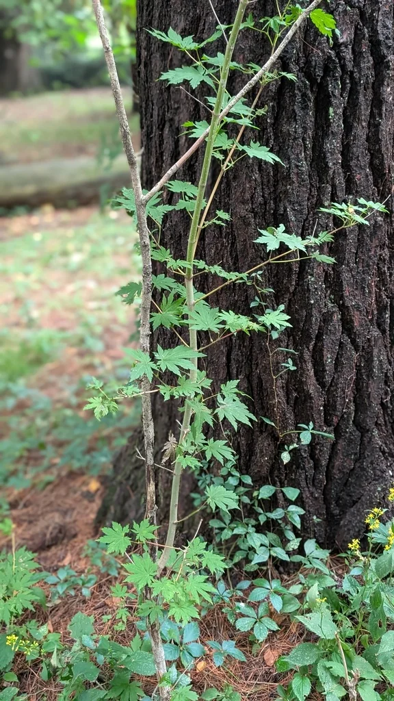 Acer Palmatum