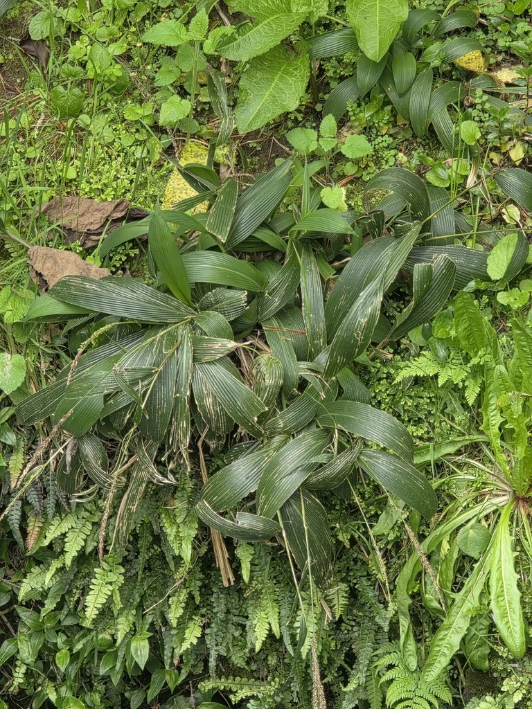 Setaria Palmifolia
