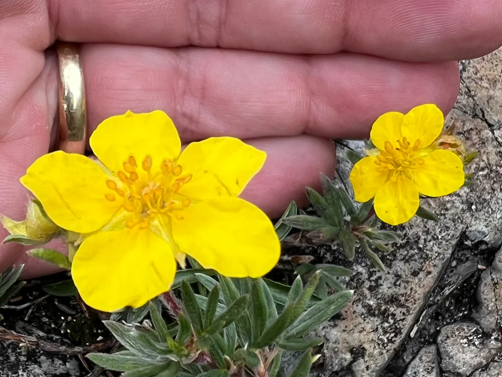 Potentilla fruticosa