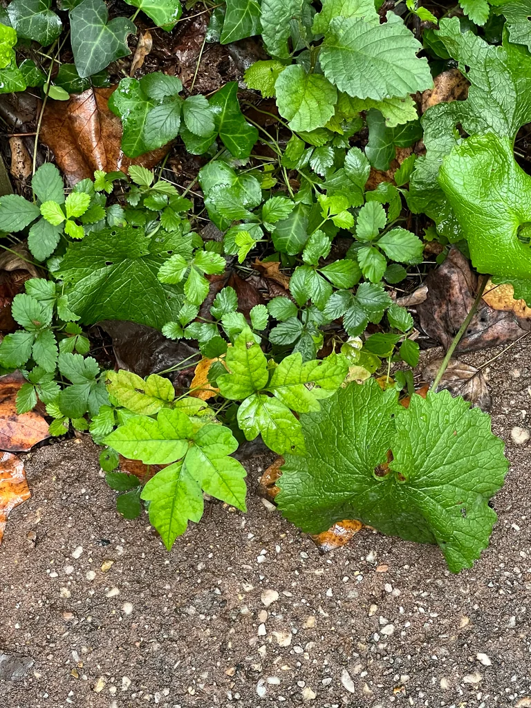 Toxicodendron Radicans