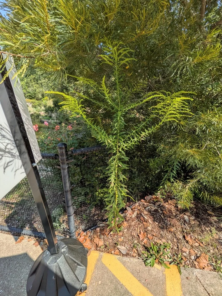 Solidago Altissima