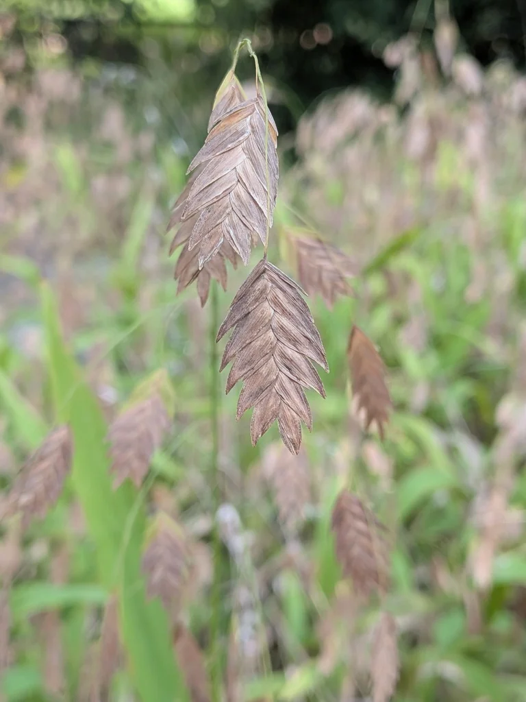Chasmanthium Latifolium