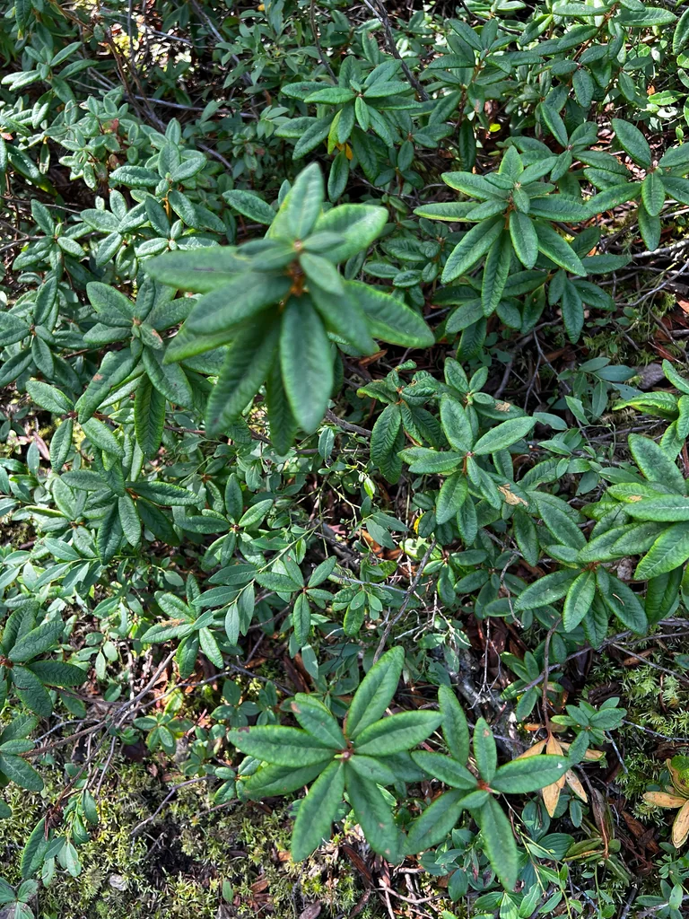Rhododendron Groenlandicum