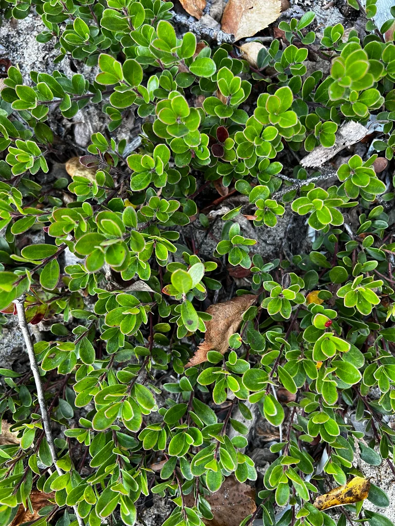 Arctostaphylos Uva-Ursi