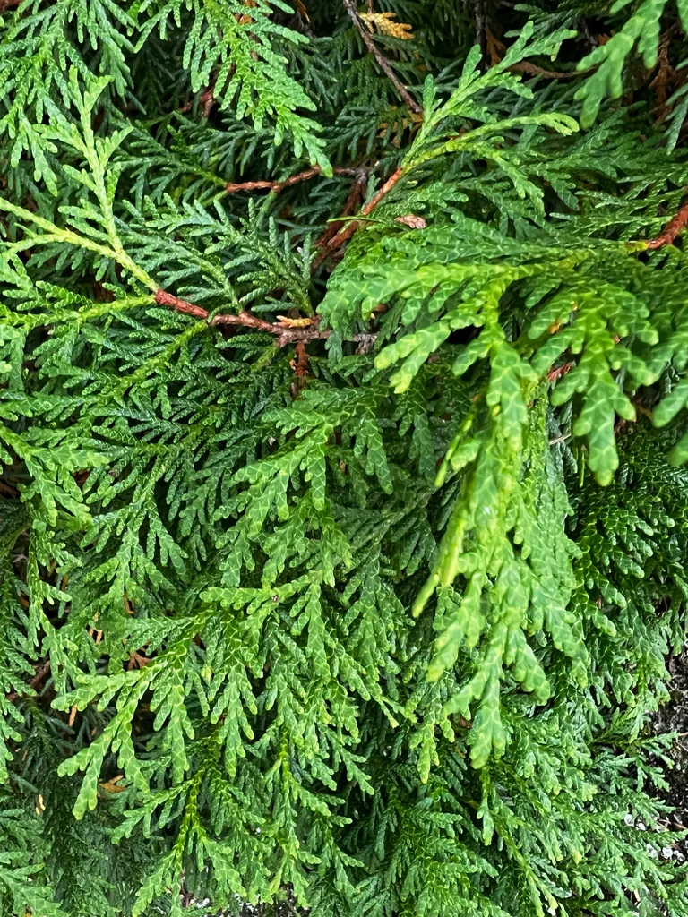 Thuja Occidentalis
