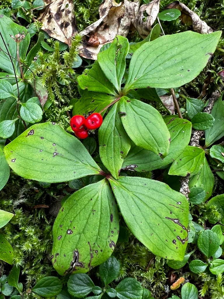 Cornus Canadensis