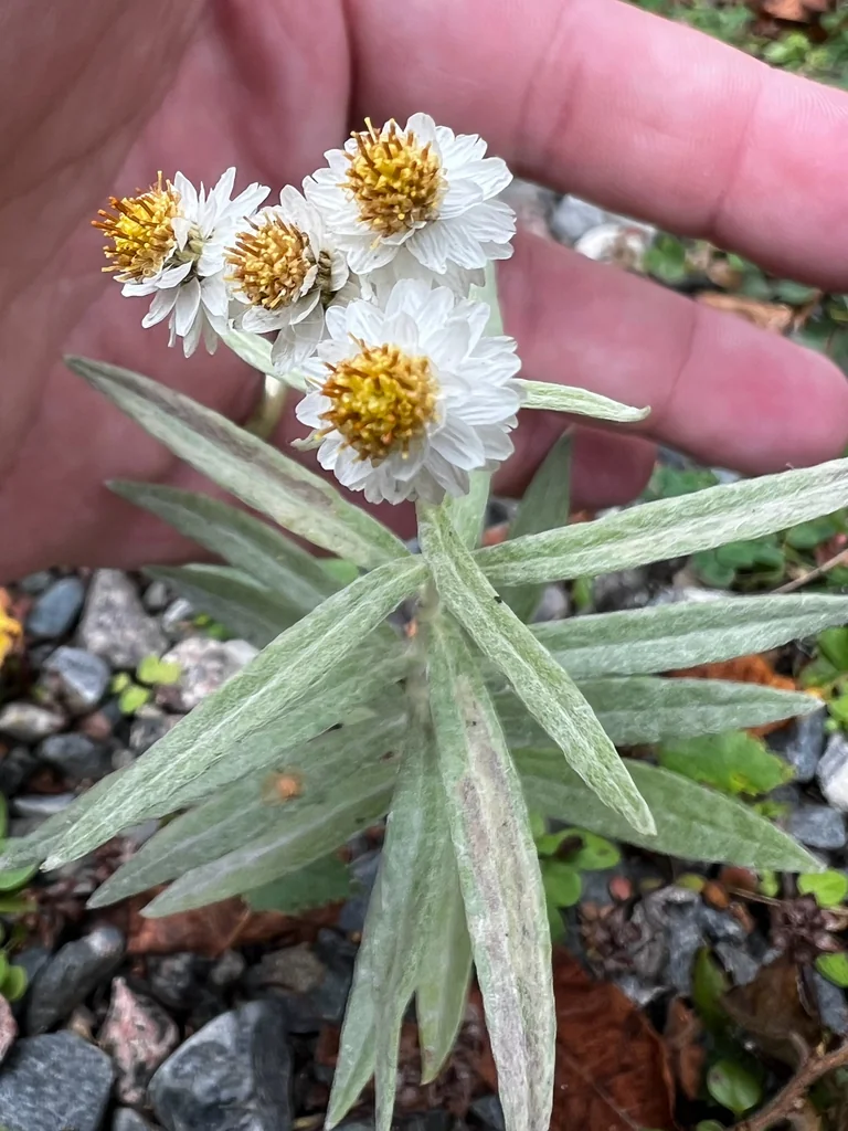 Anaphalis Margaritacea