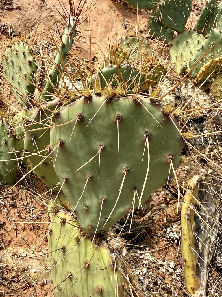 Opuntia Phaeacantha